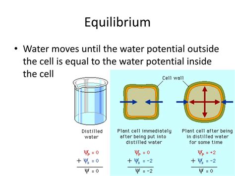 water potential calculation